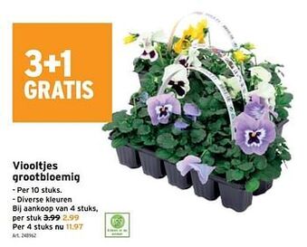 Viooltjes grootbloemig