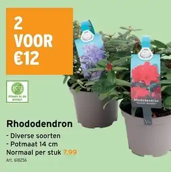 Rhododendron 14 cm