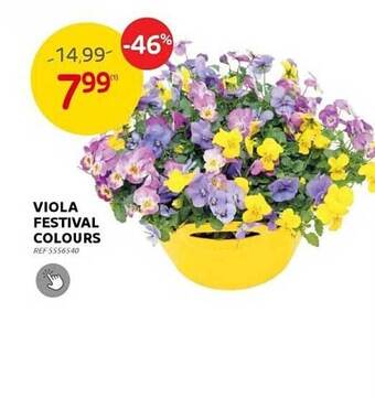 Viola festival colours