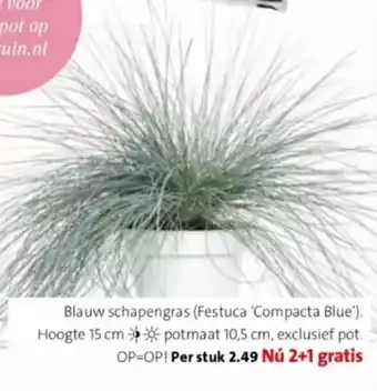 Intratuin Blauw schapengras (Festuca Compacta Blue) 2+1 gratis aanbieding