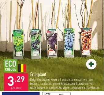ALDI Fruitplant per stuk aanbieding