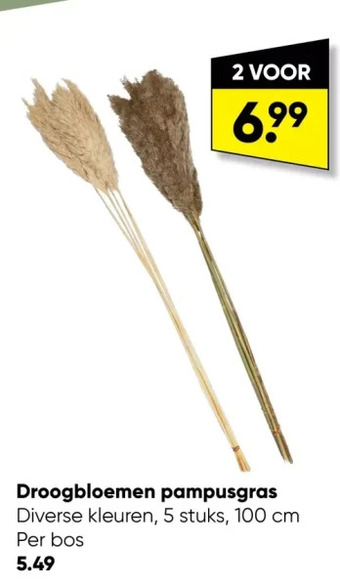 Droogbloemen pampusgras