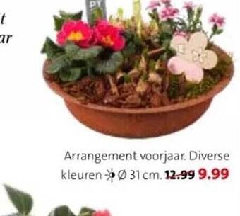 Intratuin Arrangement voorjaar aanbieding