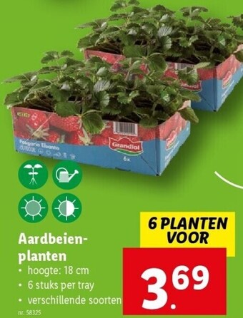 Aardbeienplanten