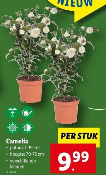 Lidl Camelia aanbieding