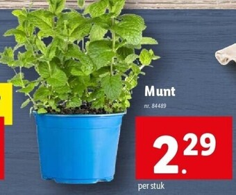 Lidl Munt aanbieding