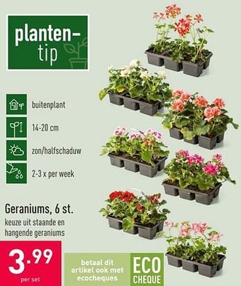 Geraniums
