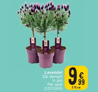 Cora Lavendel 15CM aanbieding