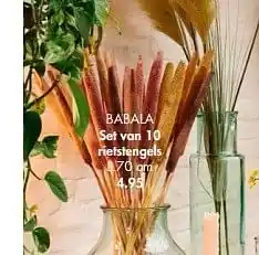 Casa Babala set van 10 rietstengels aanbieding