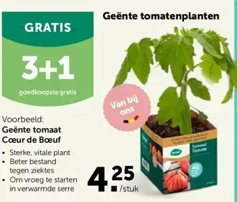 AVEVE Geënte tomaat cœur de bœuf aanbieding