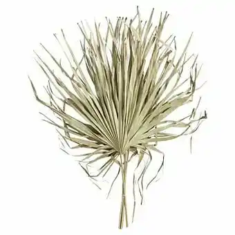 Kwantum Palmblad 5 Stuks Bruin aanbieding