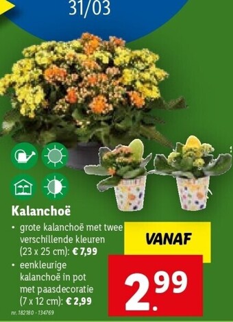 Lidl Kalanchoë nr. 182180 - 134769 aanbieding