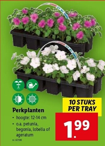 Perkplanten 12-14 cm nr. 62596