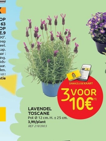 Brico Lavendel toscane aanbieding