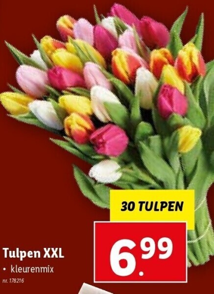 Tulpen xxl promotie bij Lidl