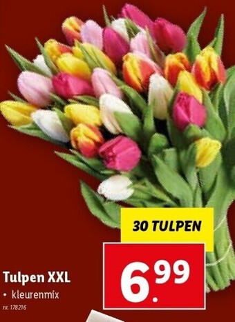 Lidl Tulpen xxl aanbieding