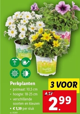 Lidl Perkplanten aanbieding