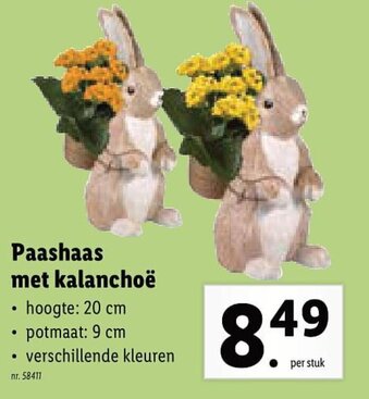 Paashaas met kalanchoë