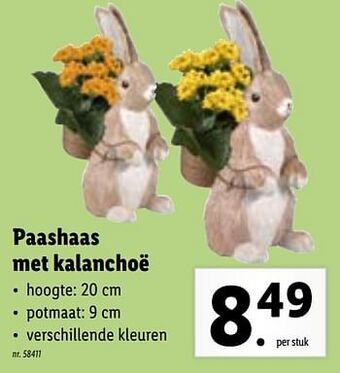 Lidl Paashaas met kalanchoë aanbieding