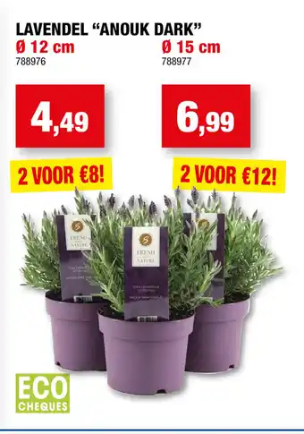 Lavendel "anouk dark" 12cm