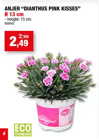 Anjer "dianthus pink kisses" 13cm