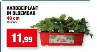 Hubo Aardbeiplant in bloembak 40 cm aanbieding