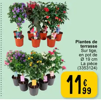 Cora Plantes de terrasse 19cm aanbieding
