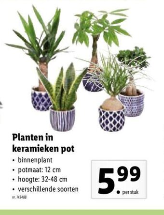 Lidl Planten In Keramieken Pot aanbieding