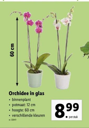 Lidl Orchidee in Glas aanbieding