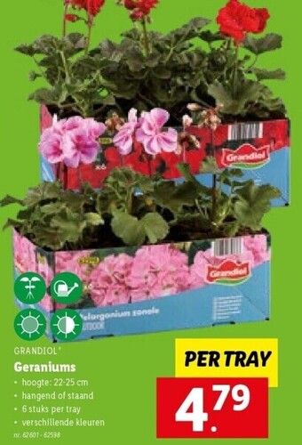 Geraniums