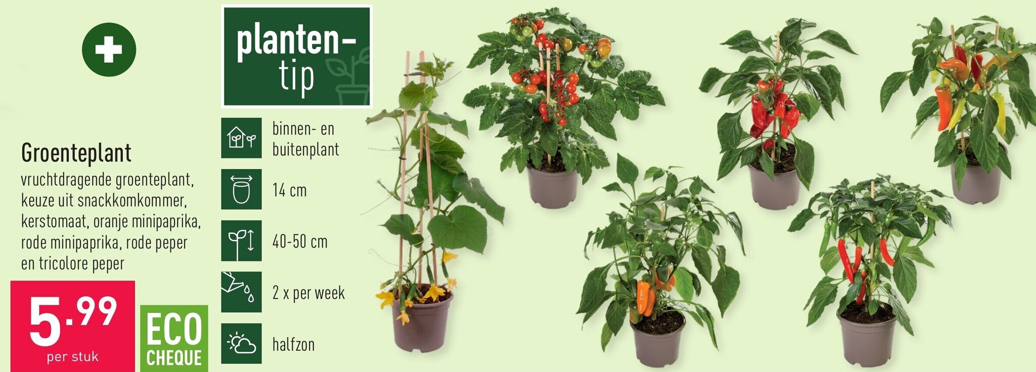 Groenteplant promotie bij ALDI