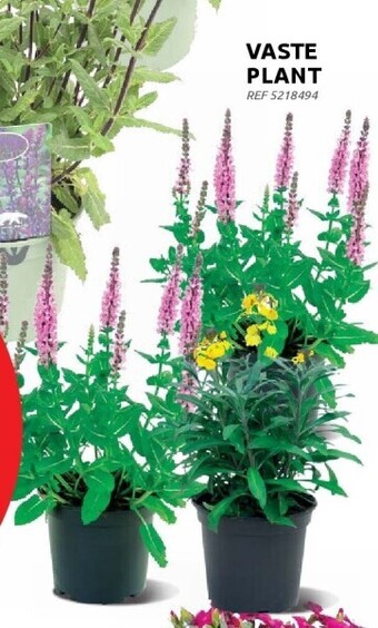 Brico Vaste plant aanbieding