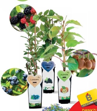 Brico Blauw parelzaad aanbieding