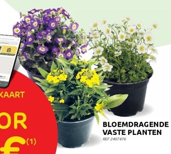 Brico Bloemdragende vaste planten aanbieding