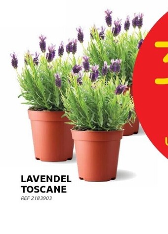 Brico Lavendel toscane aanbieding
