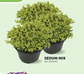 Brico Sedum mix aanbieding