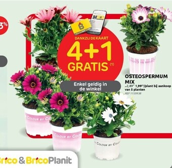 Brico Osteospermum mix aanbieding