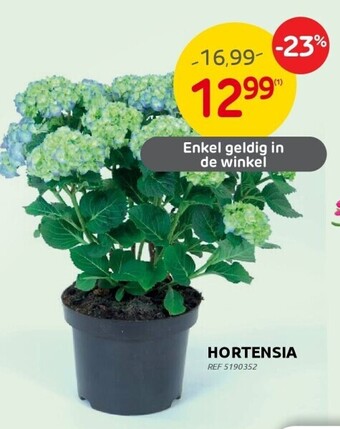 Brico Hortensia aanbieding