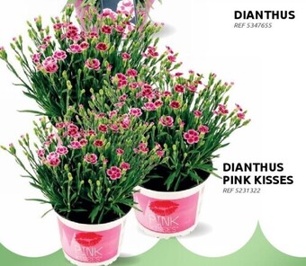Brico Dianthus pink kisses aanbieding