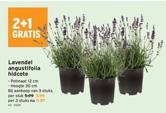 GAMMA Lavendel angustifolia hidcote aanbieding