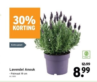 GAMMA Lavendel anouk aanbieding