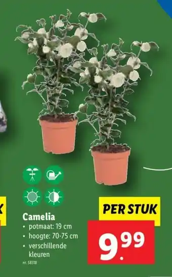 Lidl Camelia potmaat 19cm per stuk aanbieding