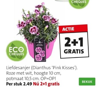 Intratuin Anjer (dianthus 'pink kisses') d 10,5 h 15 cm aanbieding