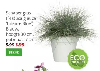 Intratuin Blauwgras (festuca glauca 'intense blue') d 17 h 35 cm aanbieding