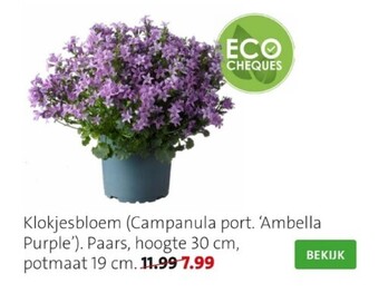 Intratuin Klokjesbloem (campanula port. aanbieding