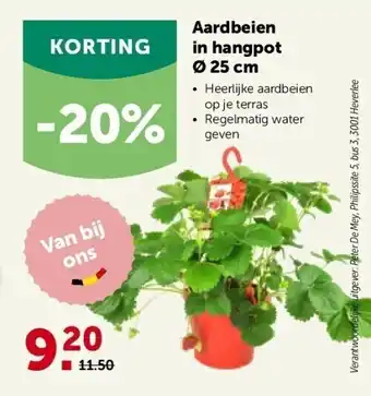 AVEVE Aardbeien in hangpot ø 25 cm aanbieding