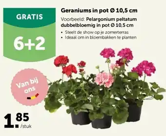 AVEVE Geraniums in pot ø 10,5 cm aanbieding