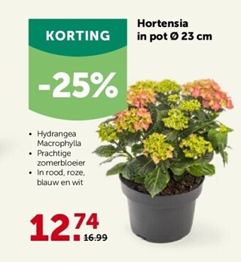 AVEVE Hortensia in pot ø 23 cm aanbieding