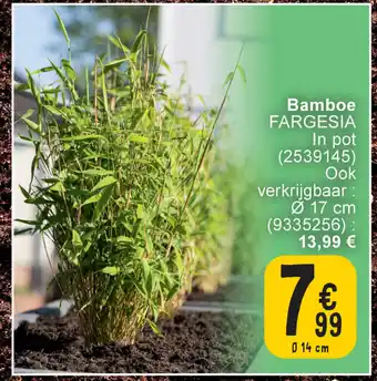 Cora Fargesia bamboe aanbieding