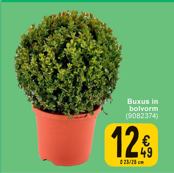 Cora Buxus in bolvorm aanbieding